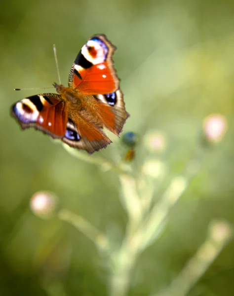 stock image Small Tortoiseshell Butterfly.