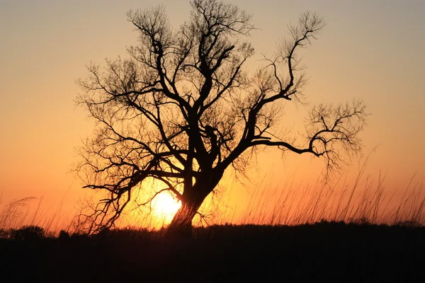 Träd solnedgång siluett — Stockfoto