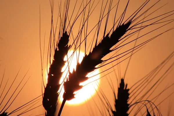 Pôr-do-sol de trigo Closeup — Fotografia de Stock