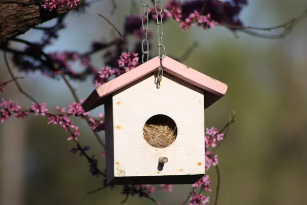 春の時間をクローズ アップの鳥の家 — ストック写真