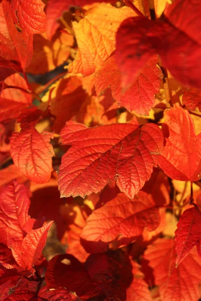 Bright Orange,Red, leaves in the Fall — Stock Photo, Image