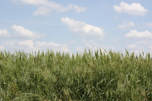 Kansas Wheat close-up with blue-sky — Stock Photo, Image