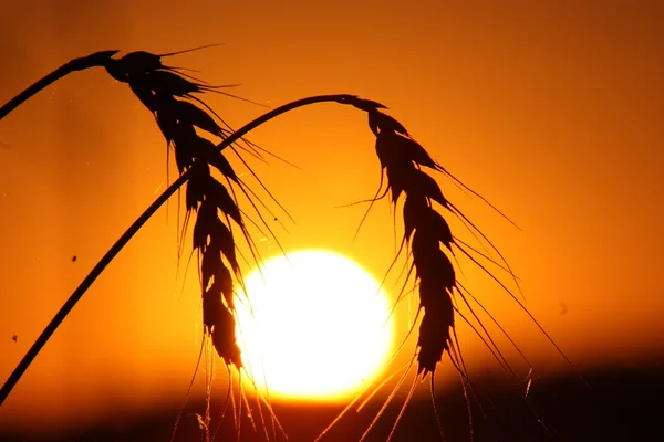 Під час заходу сонця крупним планом пшениці Стокова Картинка