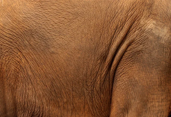 Fil derisi — Stok fotoğraf