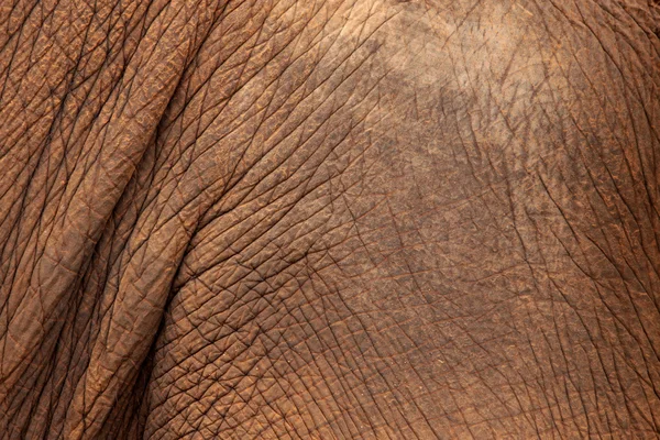 Elefanthud — Stockfoto