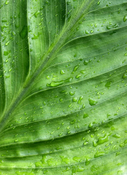 Green leave — Stock Photo, Image