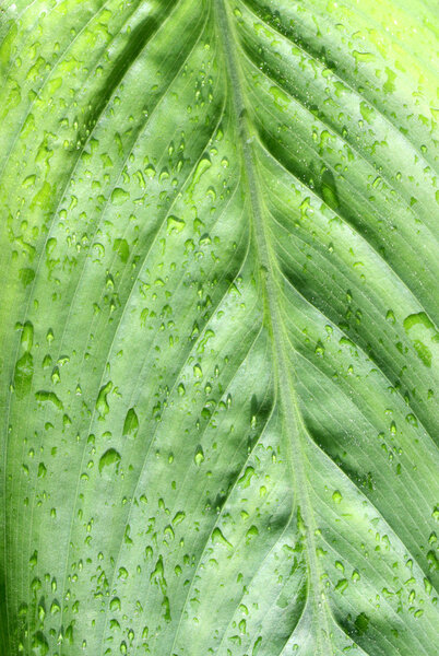 Close up of green leave