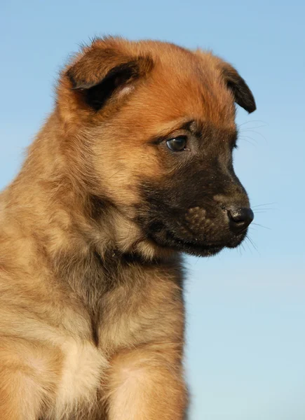 Filhote de cachorro pastor belga — Fotografia de Stock