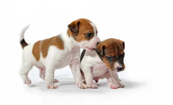 Playing puppies — Stock Photo, Image