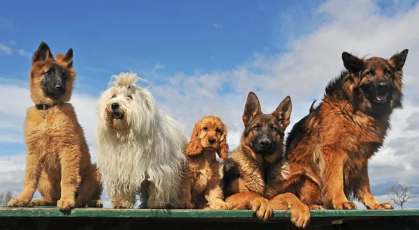 П'ять собак — стокове фото