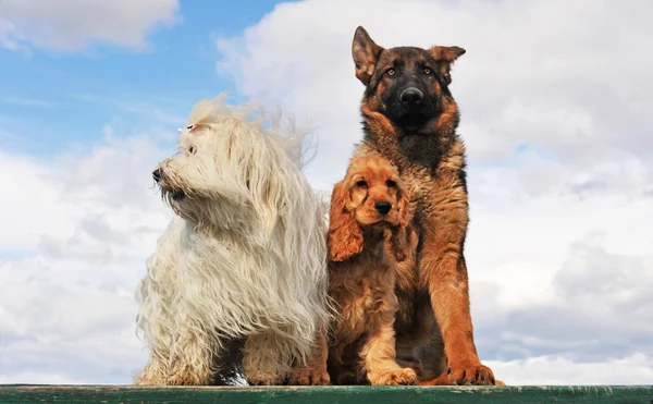 Три собаки — стокове фото
