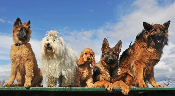 Öt kutyák Stock Kép