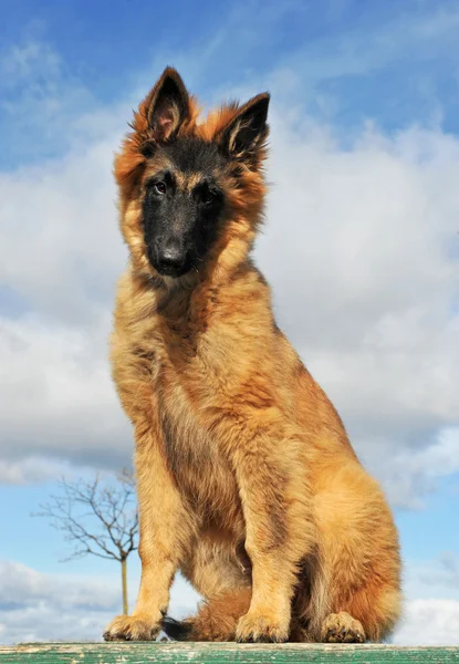 강아지 벨기에 양치기 — 스톡 사진
