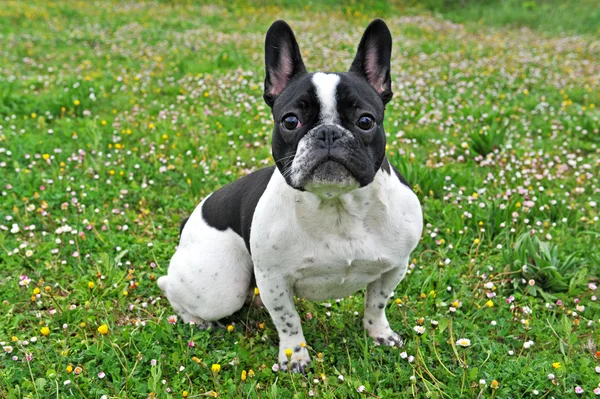 stock image French bouledogue