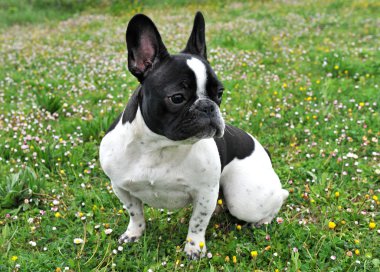 Fransız bouledogue