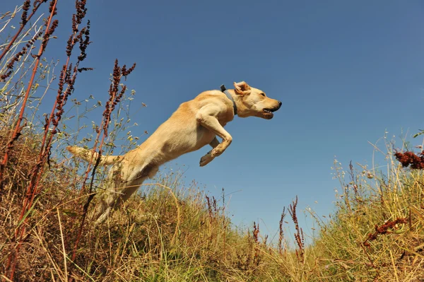 Hoppning labrador — Stockfoto