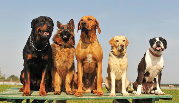 Πέντε μεγάλα σκυλιά — Φωτογραφία Αρχείου