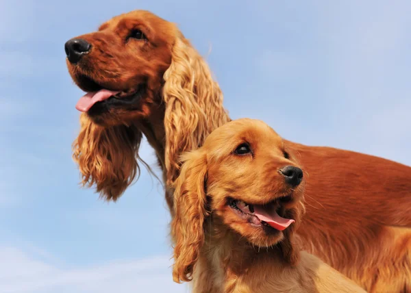 Puppy and adult cocker — Stock Photo, Image