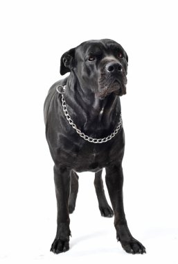 Italian mastiff clipart