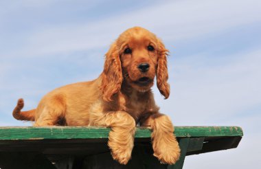 Puppy cocker spaniel clipart