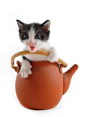 Kitten in teapot clipart