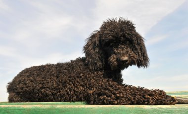 Black poodle clipart