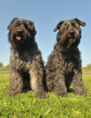 Bouvier des Flandres