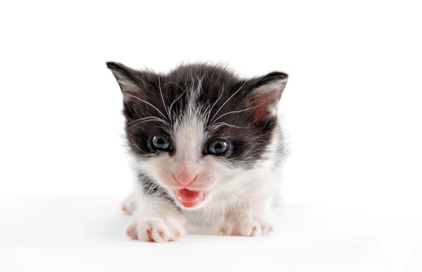 stock image Kitten