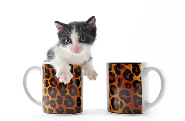 차 한 잔에 고양이 — 스톡 사진