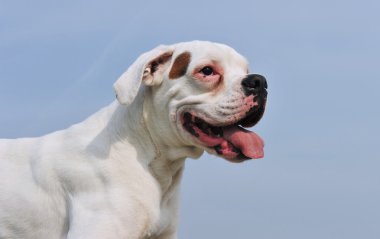 White boxer clipart