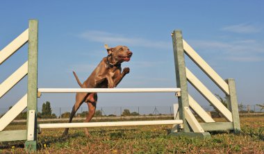 Weimaraner atlama