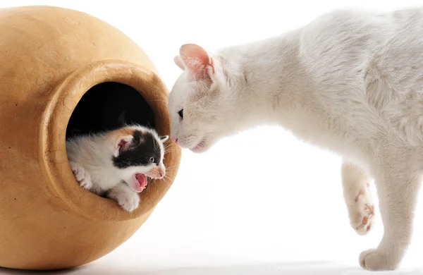 Muda hitam dan putih anak kucing dengan ibunya — Stok Foto