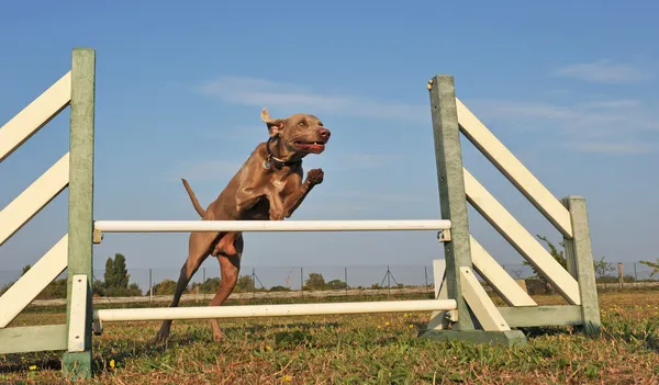 Hoppande weimaraner — Stockfoto