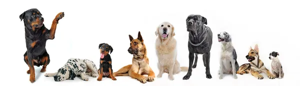 Grupo de cães Imagens Royalty-Free