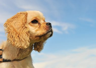 Amerikan cocker yavru köpek