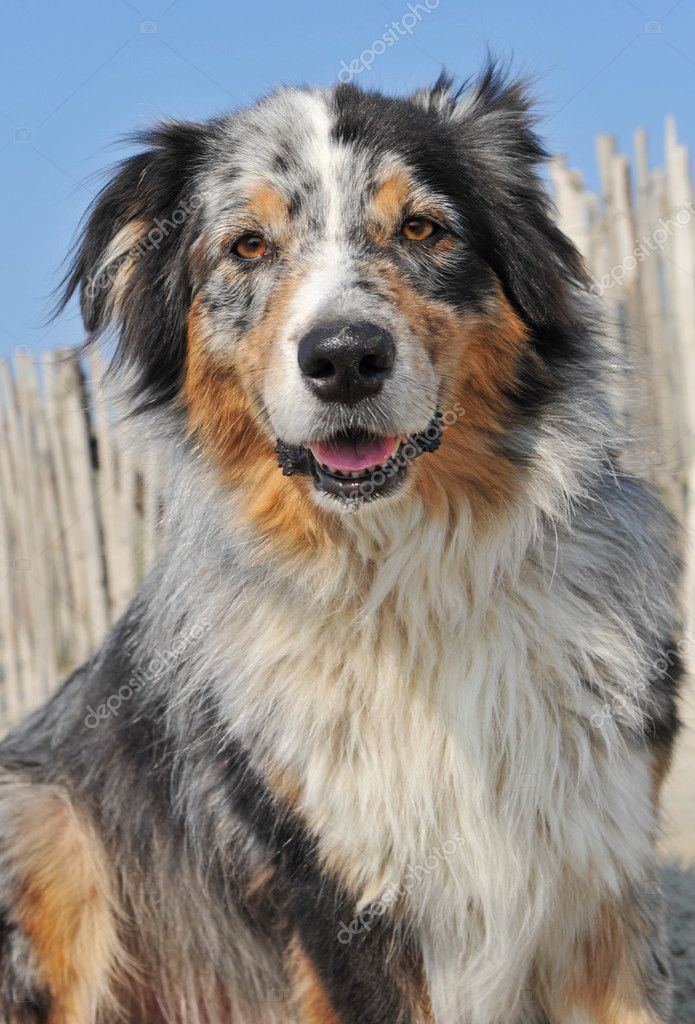 Australian sheepdog — Stock Photo © cynoclub #3062270