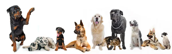 Group of dogs and cat — Stock Photo, Image