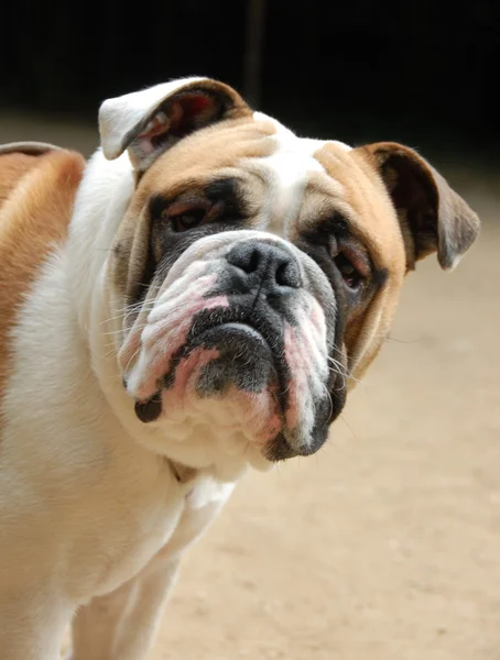 Bulldog inglés joven — Foto de Stock