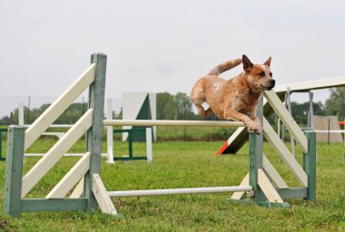 Agility dog clipart