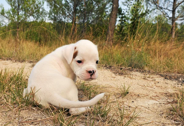 Beyaz köpek yavrusu bower — Stok fotoğraf