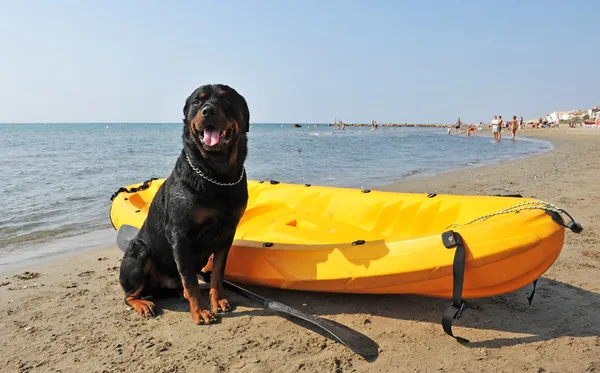 Rottweiler na praia — Fotografia de Stock