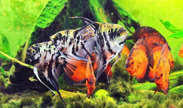 Vissen in de tank — Stockfoto