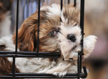 kafes içinde köpek yavrusu shihtzu