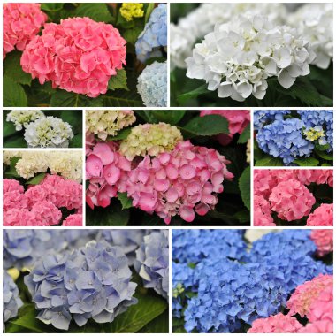 Pembe mavi ve beyaz (HORTENSIA)