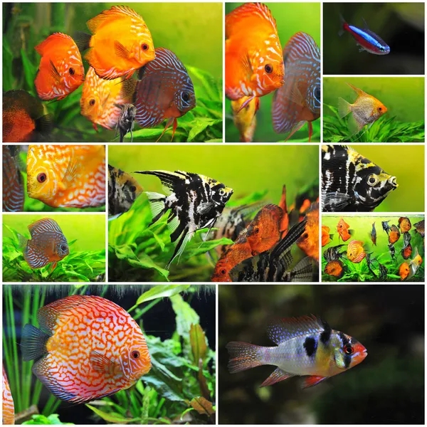 Group of fishes — Zdjęcie stockowe