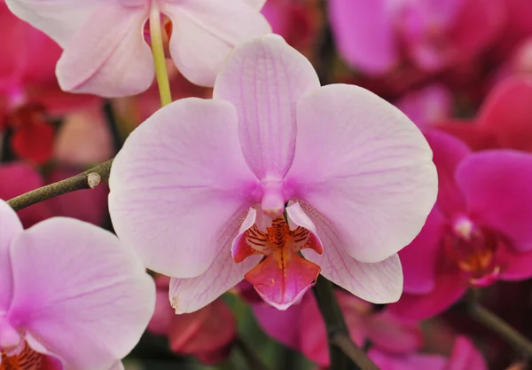Phalaenopsis — Zdjęcie stockowe