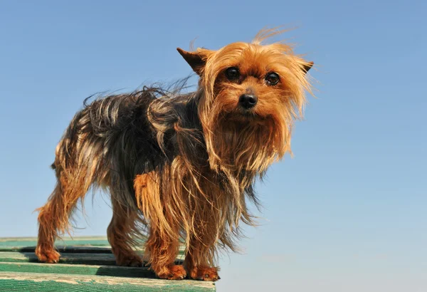 Yorkshire terrier — Fotografia de Stock