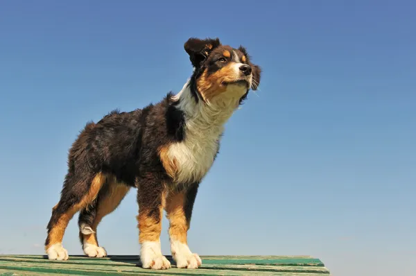 Köpek yavrusu Avustralyalı çoban — Stok fotoğraf