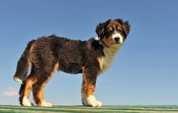 Cachorro pastor australiano — Fotografia de Stock