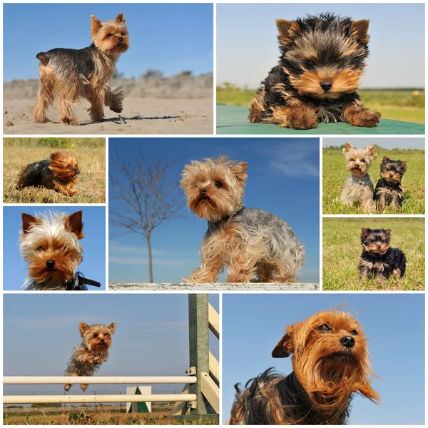 stock image Yorkshire terrier